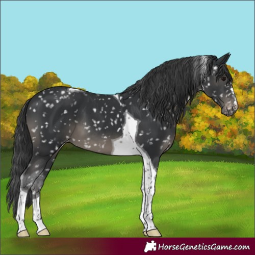 Horse Color:Black Tobiano Appaloosa