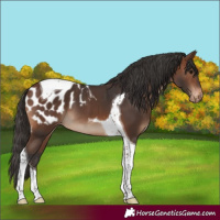 Horse Color:Brown Tobiano Appaloosa