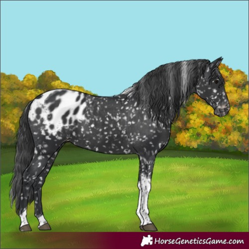 Horse Color:Black Tobiano Appaloosa