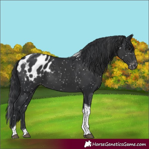 Horse Color:Black Tobiano Appaloosa 