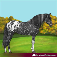 Horse Color:Black Tobiano Appaloosa 