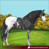 Horse Color:Black Sabino Appaloosa Rabicano 