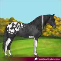 Horse Color:Black Tobiano Appaloosa