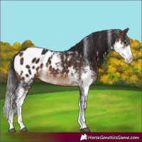 Horse Color:Brown Sabino Blanket