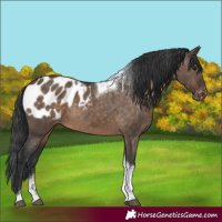 Horse Color:Brown Dun Tobiano Appaloosa Rabicano