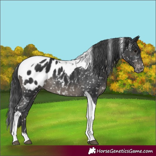 Horse Color:Black Tobiano Appaloosa