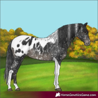 Horse Color:Black Tobiano Appaloosa 