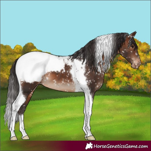 Horse Color:Brown Tobiano Snowcap