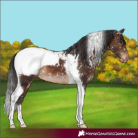 Horse Color:Brown Tobiano Appaloosa