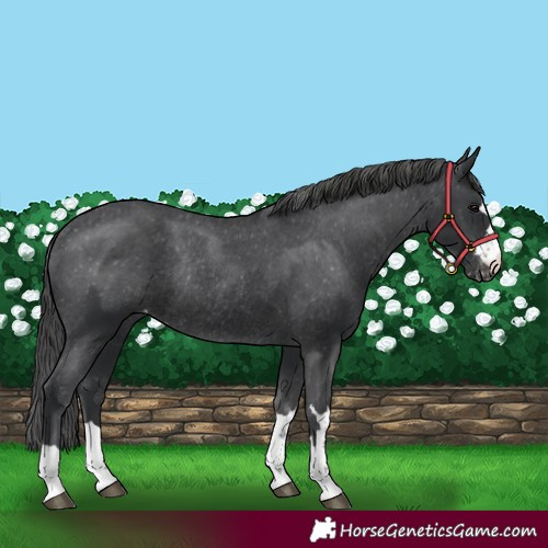 Horse Color:Black Appaloosa Rabicano 