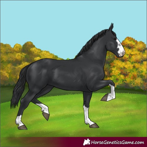 Horse Color:Black 