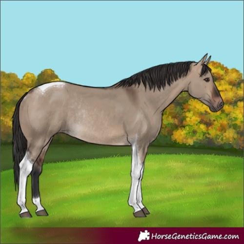 Horse Color:Brown Dun Tobiano Rabicano 