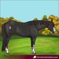 Horse Color:Smoky Black and Smoky Black