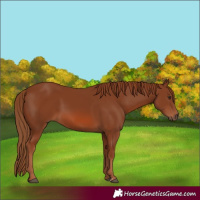 Horse Color:Chestnut Rabicano 