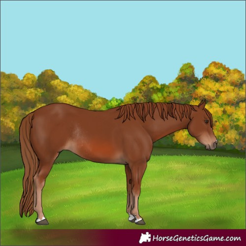 Horse Color:Chestnut Rabicano 