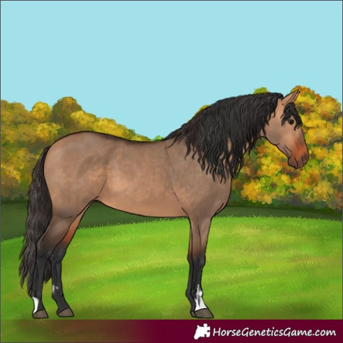 Horse Color:Bay Dun  and Bay Dun 