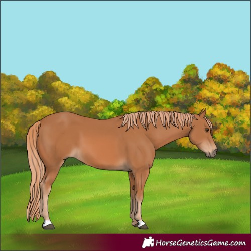 Horse Color:Chestnut 
