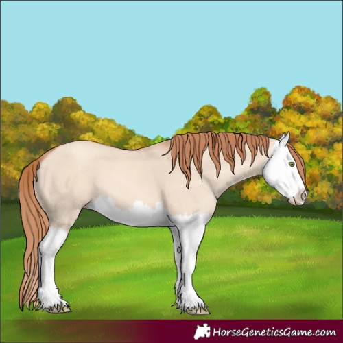 Horse Color:Gold Champagne Dun Splash