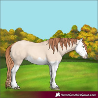 Horse Color:Gold Champagne Dun Splash 