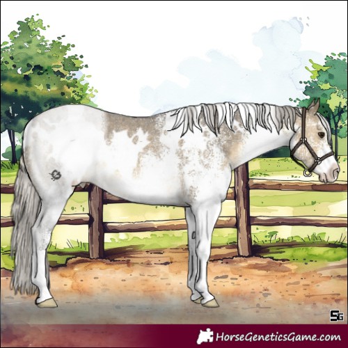Horse Color:White Spotted Silver Buckskin Dun Rabicano Brindle
