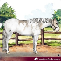 Horse Color:White Spotted Silver Buckskin Dun Rabicano Brindle 