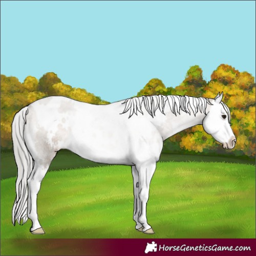 Horse Color:White Spotted Silver Brown Dun Splash Rabicano 