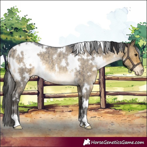 Horse Color:White Spotted Buckskin Roan Dun Appaloosa Rabicano Brindle