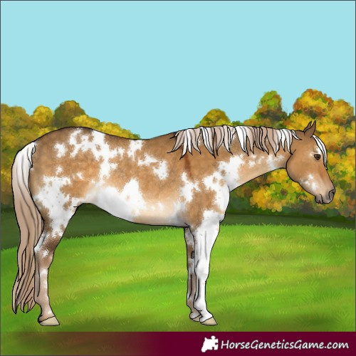 Horse Color:White Spotted Chocolate Palomino Dun Rabicano 