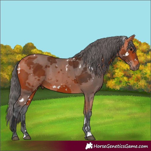 Horse Color:White Spotted Bay Merle 
