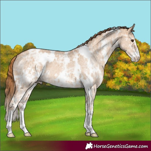 Horse Color:White Spotted Red Dun Ice Sabino 