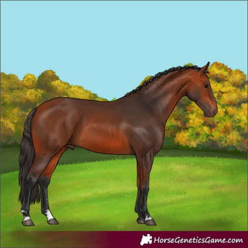 Horse Color:Bay 