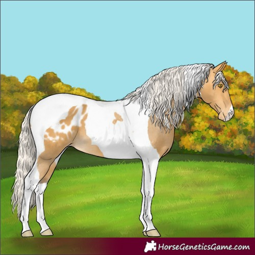 Horse Color:Silver Buckskin Tobiano Blanket 