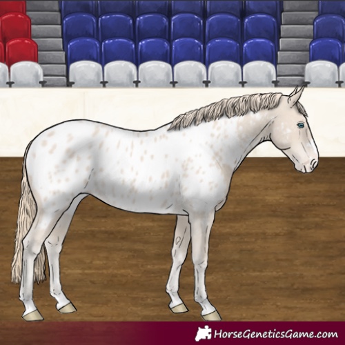 Horse Color:Smoky Creme Appaloosa 
