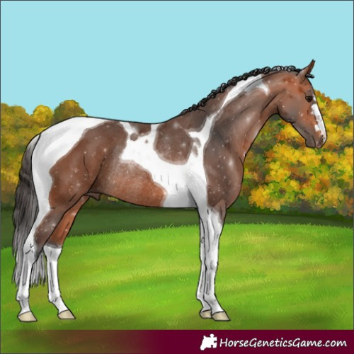 Horse Color:Bay Tobiano Rabicano 