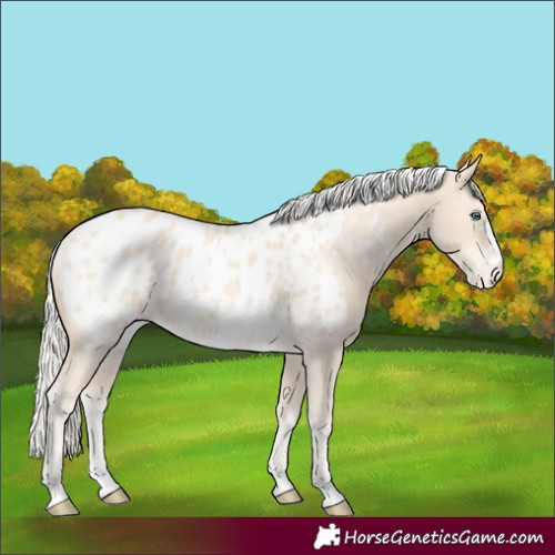 Horse Color:Cremello Appaloosa 
