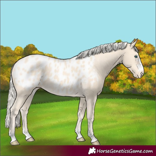 Horse Color:Cremello Appaloosa 