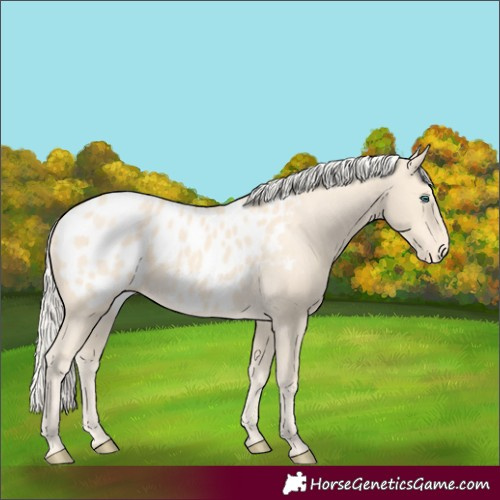 Horse Color:Cremello Appaloosa