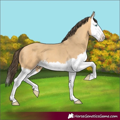 Horse Color:Amber Cream Champagne Splash 