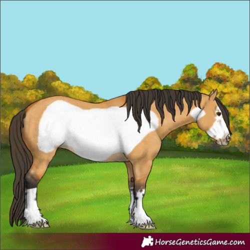 Horse Color:Buckskin Dun Frame 