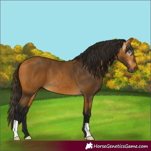 Horse Color:Gray Buckskin 