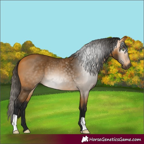 Horse Color:Gray Buckskin 
