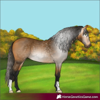 Horse Color:Gray Buckskin