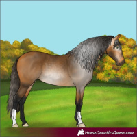Horse Color:Gray Buckskin