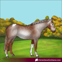 Horse Color:Gray Chestnut Tobiano 