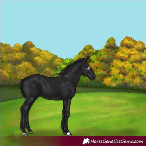 Horse Color:Gray Black 