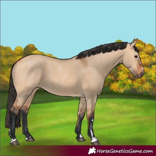 Horse Color:Bay Dun 