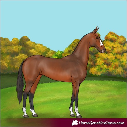 Horse Color:Bay 
