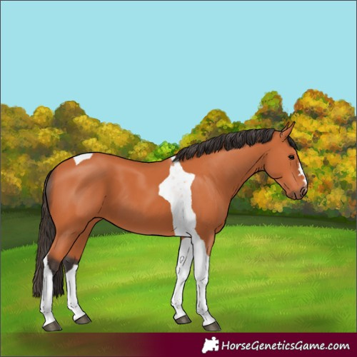 Horse Color:Bay Tobiano