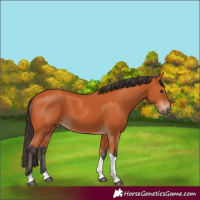 Horse Color:Bay Tobiano 