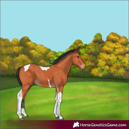 Horse Color:Bay Tobiano 